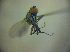  ( - BC ZSM DIP 01982)  @12 [ ] CreativeCommons - Attribution Non-Commercial Share-Alike (2010) Zoologische Staatssammlung Muenchen SNSB, Zoologische Staatssammlung Muenchen