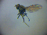  ( - BC ZSM DIP 01987)  @12 [ ] CreativeCommons - Attribution Non-Commercial Share-Alike (2010) Zoologische Staatssammlung Muenchen SNSB, Zoologische Staatssammlung Muenchen