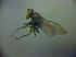  ( - BC ZSM DIP 01989)  @12 [ ] CreativeCommons - Attribution Non-Commercial Share-Alike (2010) Zoologische Staatssammlung Muenchen SNSB, Zoologische Staatssammlung Muenchen