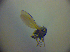  ( - BC ZSM DIP 02002)  @11 [ ] CreativeCommons - Attribution Non-Commercial Share-Alike (2010) Zoologische Staatssammlung Muenchen SNSB, Zoologische Staatssammlung Muenchen