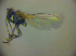  ( - BC ZSM DIP 02013)  @13 [ ] CreativeCommons - Attribution Non-Commercial Share-Alike (2010) Zoologische Staatssammlung Muenchen SNSB, Zoologische Staatssammlung Muenchen