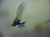  ( - BC ZSM DIP 02014)  @12 [ ] CreativeCommons - Attribution Non-Commercial Share-Alike (2010) Zoologische Staatssammlung Muenchen SNSB, Zoologische Staatssammlung Muenchen