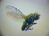  ( - BC ZSM DIP 02044)  @12 [ ] CreativeCommons - Attribution Non-Commercial Share-Alike (2010) Zoologische Staatssammlung Muenchen SNSB, Zoologische Staatssammlung Muenchen