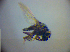  ( - BC ZSM DIP 02050)  @12 [ ] CreativeCommons - Attribution Non-Commercial Share-Alike (2010) Zoologische Staatssammlung Muenchen SNSB, Zoologische Staatssammlung Muenchen