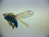  ( - BC ZSM DIP 02065)  @12 [ ] CreativeCommons - Attribution Non-Commercial Share-Alike (2010) Zoologische Staatssammlung Muenchen SNSB, Zoologische Staatssammlung Muenchen