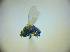  ( - BC ZSM DIP 02067)  @12 [ ] CreativeCommons - Attribution Non-Commercial Share-Alike (2010) Zoologische Staatssammlung Muenchen SNSB, Zoologische Staatssammlung Muenchen