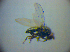  ( - BC ZSM DIP 02068)  @12 [ ] CreativeCommons - Attribution Non-Commercial Share-Alike (2010) Zoologische Staatssammlung Muenchen SNSB, Zoologische Staatssammlung Muenchen