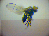  ( - BC ZSM DIP 02069)  @12 [ ] CreativeCommons - Attribution Non-Commercial Share-Alike (2010) Zoologische Staatssammlung Muenchen SNSB, Zoologische Staatssammlung Muenchen