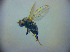  ( - BC ZSM DIP 02072)  @12 [ ] CreativeCommons - Attribution Non-Commercial Share-Alike (2010) Zoologische Staatssammlung Muenchen SNSB, Zoologische Staatssammlung Muenchen