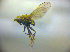  ( - BC ZSM DIP 02103)  @12 [ ] CreativeCommons - Attribution Non-Commercial Share-Alike (2010) Zoologische Staatssammlung Muenchen SNSB, Zoologische Staatssammlung Muenchen