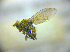  ( - BC ZSM DIP 02104)  @12 [ ] CreativeCommons - Attribution Non-Commercial Share-Alike (2010) Zoologische Staatssammlung Muenchen SNSB, Zoologische Staatssammlung Muenchen