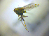  ( - BC ZSM DIP 02118)  @11 [ ] CreativeCommons - Attribution Non-Commercial Share-Alike (2010) Zoologische Staatssammlung Muenchen SNSB, Zoologische Staatssammlung Muenchen