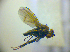  ( - BC ZSM DIP 02124)  @12 [ ] CreativeCommons - Attribution Non-Commercial Share-Alike (2010) Zoologische Staatssammlung Muenchen SNSB, Zoologische Staatssammlung Muenchen