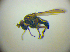  ( - BC ZSM DIP 02157)  @12 [ ] CreativeCommons - Attribution Non-Commercial Share-Alike (2010) Zoologische Staatssammlung Muenchen SNSB, Zoologische Staatssammlung Muenchen