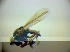  (Hyadina humeralis - BC ZSM DIP 02159)  @12 [ ] CreativeCommons - Attribution Non-Commercial Share-Alike (2010) Zoologische Staatssammlung Muenchen SNSB, Zoologische Staatssammlung Muenchen