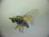  ( - BC ZSM DIP 02161)  @12 [ ] CreativeCommons - Attribution Non-Commercial Share-Alike (2010) Zoologische Staatssammlung Muenchen SNSB, Zoologische Staatssammlung Muenchen