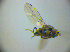  ( - BC ZSM DIP 02162)  @12 [ ] CreativeCommons - Attribution Non-Commercial Share-Alike (2010) Zoologische Staatssammlung Muenchen SNSB, Zoologische Staatssammlung Muenchen