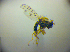  ( - BC ZSM DIP 02175)  @13 [ ] CreativeCommons - Attribution Non-Commercial Share-Alike (2010) Zoologische Staatssammlung Muenchen SNSB, Zoologische Staatssammlung Muenchen