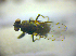  ( - BC ZSM DIP 02209)  @12 [ ] CreativeCommons - Attribution Non-Commercial Share-Alike (2010) Zoologische Staatssammlung Muenchen SNSB, Zoologische Staatssammlung Muenchen