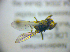  ( - BC ZSM DIP 02210)  @12 [ ] CreativeCommons - Attribution Non-Commercial Share-Alike (2010) Zoologische Staatssammlung Muenchen SNSB, Zoologische Staatssammlung Muenchen