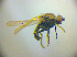  ( - BC ZSM DIP 02227)  @12 [ ] CreativeCommons - Attribution Non-Commercial Share-Alike (2010) Zoologische Staatssammlung Muenchen SNSB, Zoologische Staatssammlung Muenchen