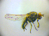  ( - BC ZSM DIP 02228)  @12 [ ] CreativeCommons - Attribution Non-Commercial Share-Alike (2010) Zoologische Staatssammlung Muenchen SNSB, Zoologische Staatssammlung Muenchen