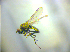  ( - BC ZSM DIP 02229)  @12 [ ] CreativeCommons - Attribution Non-Commercial Share-Alike (2010) Zoologische Staatssammlung Muenchen SNSB, Zoologische Staatssammlung Muenchen