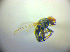 (Tethina illota - BC ZSM DIP 02233)  @12 [ ] CreativeCommons - Attribution Non-Commercial Share-Alike (2010) Zoologische Staatssammlung Muenchen SNSB, Zoologische Staatssammlung Muenchen