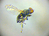  ( - BC ZSM DIP 02234)  @12 [ ] CreativeCommons - Attribution Non-Commercial Share-Alike (2010) Zoologische Staatssammlung Muenchen SNSB, Zoologische Staatssammlung Muenchen