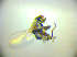  ( - BC ZSM DIP 02235)  @12 [ ] CreativeCommons - Attribution Non-Commercial Share-Alike (2010) Zoologische Staatssammlung Muenchen SNSB, Zoologische Staatssammlung Muenchen