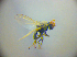  (Tethina albosetulosa - BC ZSM DIP 02236)  @13 [ ] CreativeCommons - Attribution Non-Commercial Share-Alike (2010) Zoologische Staatssammlung Muenchen SNSB, Zoologische Staatssammlung Muenchen