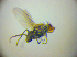  (Tethina strobliana - BC ZSM DIP 02239)  @12 [ ] CreativeCommons - Attribution Non-Commercial Share-Alike (2010) Zoologische Staatssammlung Muenchen SNSB, Zoologische Staatssammlung Muenchen