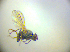  ( - BC ZSM DIP 02242)  @11 [ ] CreativeCommons - Attribution Non-Commercial Share-Alike (2010) Zoologische Staatssammlung Muenchen SNSB, Zoologische Staatssammlung Muenchen