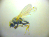  (Canacinae - BC ZSM DIP 02252)  @12 [ ] CreativeCommons - Attribution Non-Commercial Share-Alike (2010) Zoologische Staatssammlung Muenchen SNSB, Zoologische Staatssammlung Muenchen