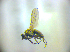  (Pelomyiella cinerella - BC ZSM DIP 02256)  @13 [ ] CreativeCommons - Attribution Non-Commercial Share-Alike (2010) Zoologische Staatssammlung Muenchen SNSB, Zoologische Staatssammlung Muenchen