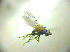  ( - BC ZSM DIP 02257)  @12 [ ] CreativeCommons - Attribution Non-Commercial Share-Alike (2010) Zoologische Staatssammlung Muenchen SNSB, Zoologische Staatssammlung Muenchen