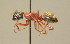  ( - BC ZSM HYM 00298)  @11 [ ] CreativeCommons - Attribution Non-Commercial Share-Alike (2010) Unspecified SNSB, Zoologische Staatssammlung Muenchen