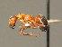  (Formica aquilonia - BC ZSM HYM 00316)  @14 [ ] CreativeCommons - Attribution Non-Commercial Share-Alike (2010) Unspecified SNSB, Zoologische Staatssammlung Muenchen