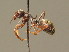  ( - BC ZSM HYM 00318)  @11 [ ] CreativeCommons - Attribution Non-Commercial Share-Alike (2010) Unspecified SNSB, Zoologische Staatssammlung Muenchen