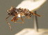  ( - BC ZSM HYM 00319)  @11 [ ] CreativeCommons - Attribution Non-Commercial Share-Alike (2010) Unspecified SNSB, Zoologische Staatssammlung Muenchen