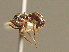  (Formica lemani - BC ZSM HYM 00334)  @13 [ ] CreativeCommons - Attribution Non-Commercial Share-Alike (2010) Unspecified SNSB, Zoologische Staatssammlung Muenchen