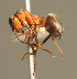  (Formica lugubris - BC ZSM HYM 00339)  @14 [ ] CreativeCommons - Attribution Non-Commercial Share-Alike (2010) Unspecified SNSB, Zoologische Staatssammlung Muenchen