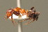  (Formica pressilabris - BC ZSM HYM 00350)  @14 [ ] CreativeCommons - Attribution Non-Commercial Share-Alike (2010) Unspecified SNSB, Zoologische Staatssammlung Muenchen