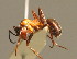 ( - BC ZSM HYM 00352)  @13 [ ] CreativeCommons - Attribution Non-Commercial Share-Alike (2010) Unspecified SNSB, Zoologische Staatssammlung Muenchen