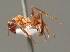  (Formica rufibarbis - BC ZSM HYM 00356)  @13 [ ] CreativeCommons - Attribution Non-Commercial Share-Alike (2010) Unspecified SNSB, Zoologische Staatssammlung Muenchen