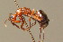  (Formica sanguinea - BC ZSM HYM 00363)  @16 [ ] CreativeCommons - Attribution Non-Commercial Share-Alike (2010) Unspecified SNSB, Zoologische Staatssammlung Muenchen