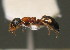  (Dolichoderus quadripunctatus - BC ZSM HYM 00573)  @13 [ ] CreativeCommons - Attribution Non-Commercial Share-Alike (2010) Unspecified SNSB, Zoologische Staatssammlung Muenchen