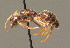  (Lasius fuliginosus - BC ZSM HYM 00585)  @15 [ ] CreativeCommons - Attribution Non-Commercial Share-Alike (2010) Unspecified SNSB, Zoologische Staatssammlung Muenchen