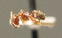  ( - BC ZSM HYM 00600)  @12 [ ] CreativeCommons - Attribution Non-Commercial Share-Alike (2010) Unspecified SNSB, Zoologische Staatssammlung Muenchen