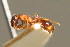  ( - BC ZSM HYM 00604)  @12 [ ] CreativeCommons - Attribution Non-Commercial Share-Alike (2010) Unspecified SNSB, Zoologische Staatssammlung Muenchen
